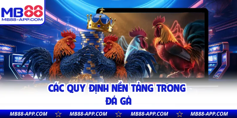 Các quy định nền tảng trong đá gà