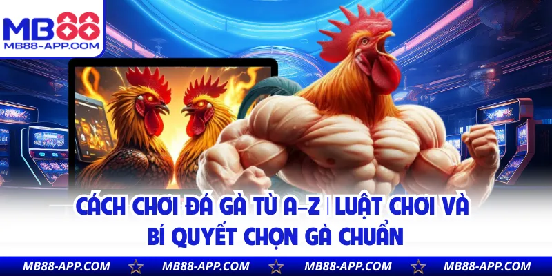 Cách Chơi Đá Gà Từ A–Z | Luật Chơi Và Bí Quyết Chọn Gà Chuẩn