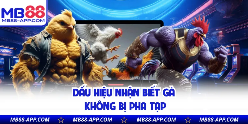 Dấu hiệu nhận biết gà không bị pha tạp